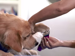 Veterinary Rehabilitation